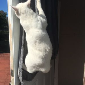 Meet your Posher, Gregory